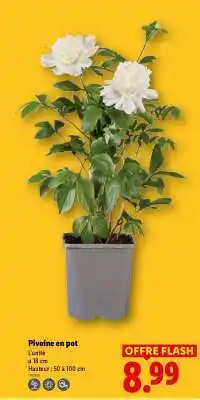 Lidl Pivoine en pot offre