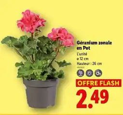 Lidl Géranium zonale en pot offre