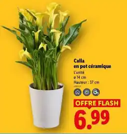Lidl Calla en pot céramique offre