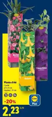 Lidl Plante d'été offre