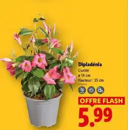 Lidl Dipladenia offre