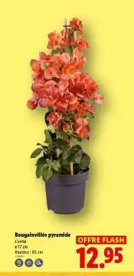 Lidl Bougainvillée pyramide offre