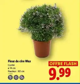 Lidl Fleur de cire Wax offre