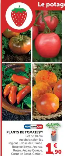 U Express PLANTS DE TOMATES offre