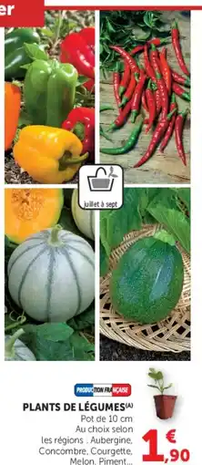 U Express PLANTS DE LÉGUMES offre