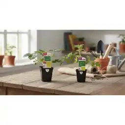 Carrefour Plants potagers bio greffés offre