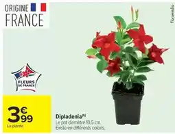 Carrefour Drive Dipladenia offre