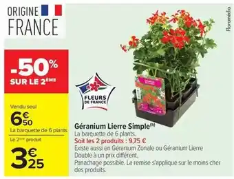 Géranium lierre simple