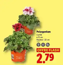 Lidl Flash - pelarganium offre
