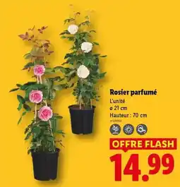 Lidl Flash - rosier parfumé offre