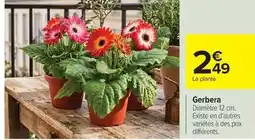 Carrefour Gerbera offre