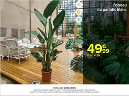 Carrefour L'oiseau du paradis blanc offre
