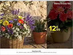 Carrefour Potée fleurie XXL offre