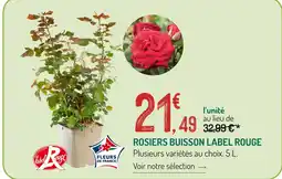 Botanic Rosiers buisson offre