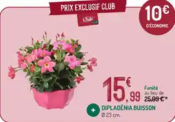 Botanic Dipladénia buisson offre