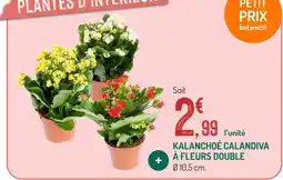 Botanic Kalanchoé calandiva à fleurs double offre