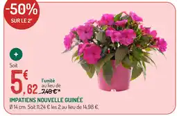 Botanic Impatiens nouvelle guinée offre