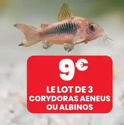 Animalis Le lot de 3 corydoras aeneus ou albinos offre
