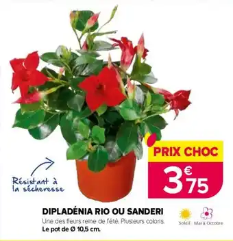 Dipladénia rio ou sanderi