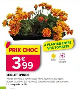 Kiriel Ceillet d'inde offre