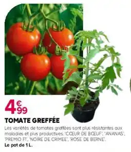 Kiriel Tomate greffée offre