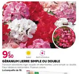 Kiriel Géranium lierre simple ou double offre