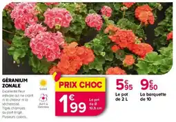 Kiriel Géranium zonale offre