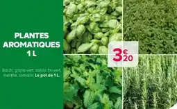 Kiriel Plantes aromatiques offre