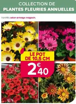 Kiriel Collection de plantes fleuries annuelles offre