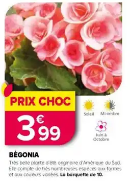 Kiriel Bégonia offre