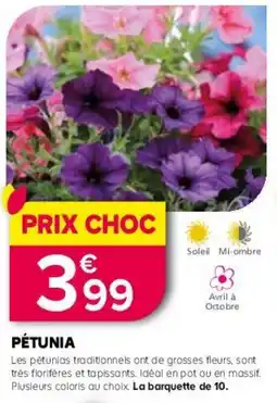 Kiriel Pétunia offre