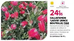 Kiriel Callistemon laevis rince bouteille tige offre