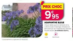 Kiriel Agapanthe bleue offre