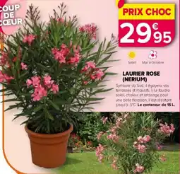 Kiriel Laurier rose nerium offre