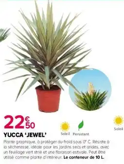 Kiriel Yucca jewel offre