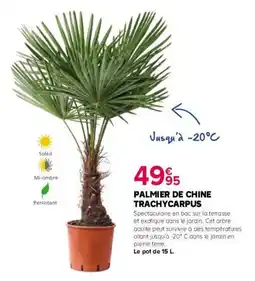 Kiriel Palmier de chine trachycarpus offre