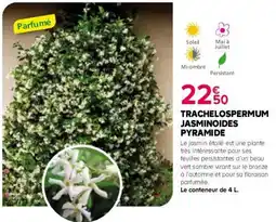 Kiriel Trachelospermum jasminoides pyramide offre