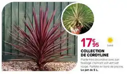 Kiriel Collection de cordyline offre