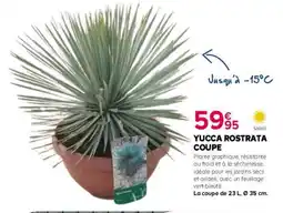 Kiriel Yucca rostrata coupe offre