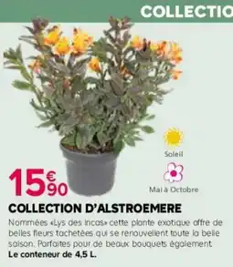 Kiriel Collection d'alstroemere offre