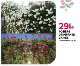 Kiriel Rosiers grimpants variés offre
