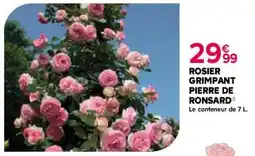 Kiriel Rosier grimpant pierre de ronsard offre