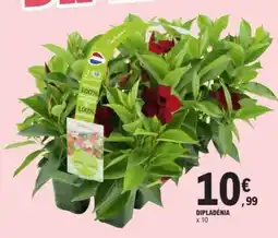 E.Leclerc Dipladenia offre