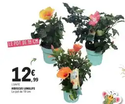 E.Leclerc Hibiscus Longlife offre