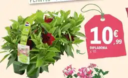 E.Leclerc Dipladenia offre