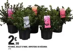 E.Leclerc PÉTUNIA, ŒILLET D'INDE, IMPATIENS OU BÉGONIA offre
