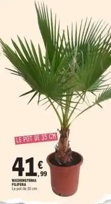 E.Leclerc WASHINGTONIA FILIFERA offre