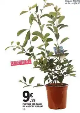 E.Leclerc PHOTINIA RED ROBIN OU MAGICAL VULCANO offre