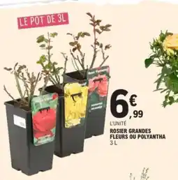 E.Leclerc ROSIER GRANDES FLEURS OU POLYANTHA offre
