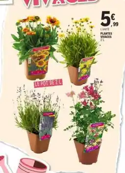 E.Leclerc PLANTES VIVACES 2 L offre
